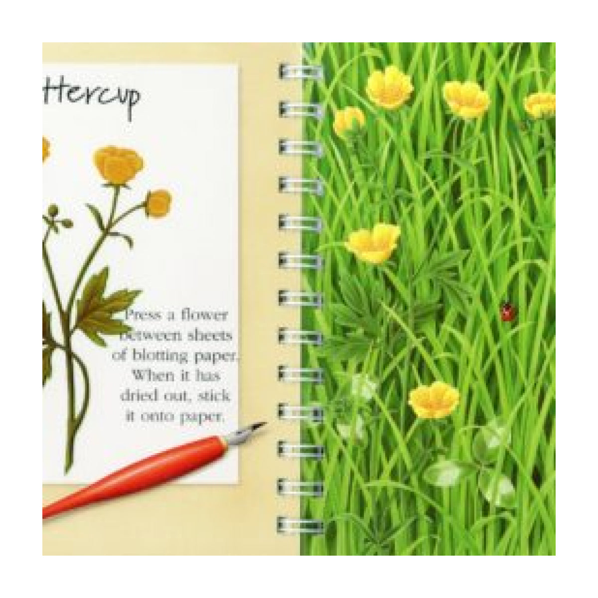 My First Discoveries – Flores