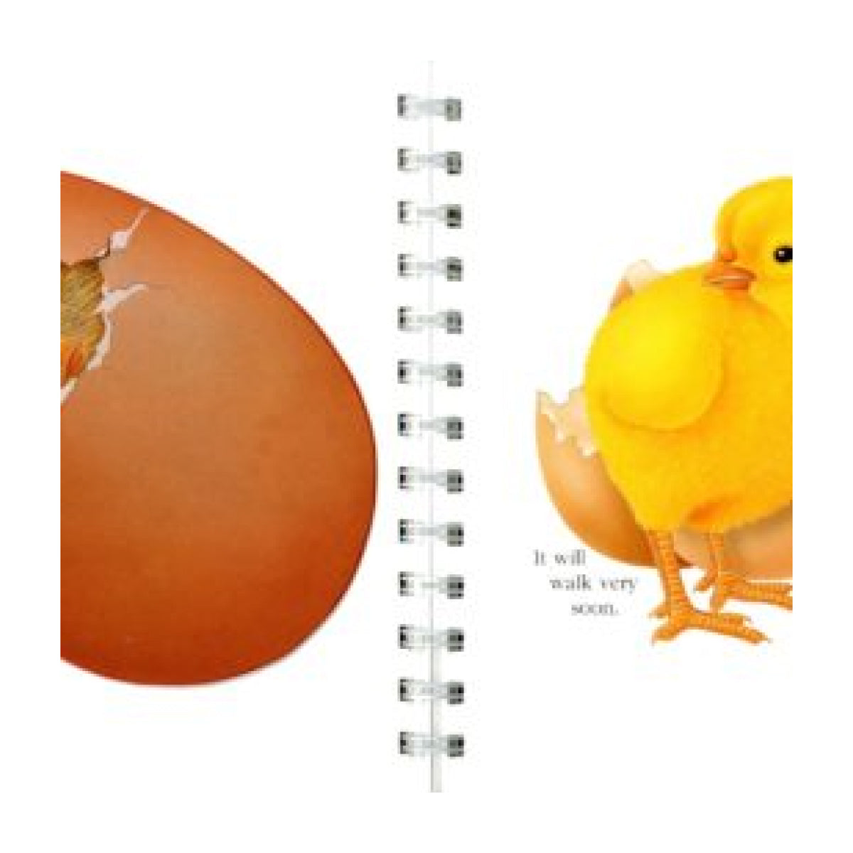 My First Discoveries – Ovo