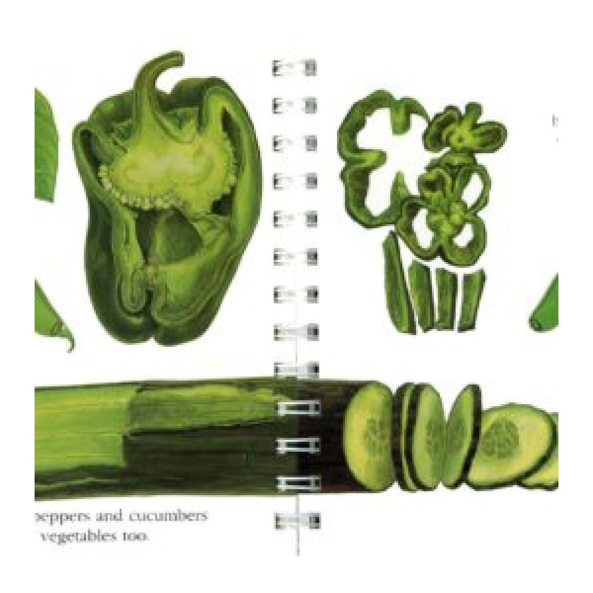 My First Discoveries – Vegetais