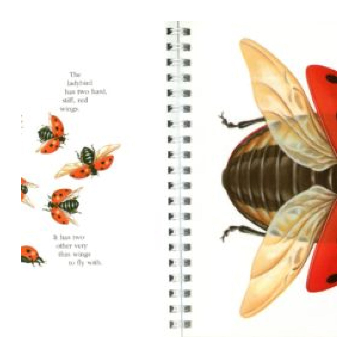 My First Discoveries – Joaninha