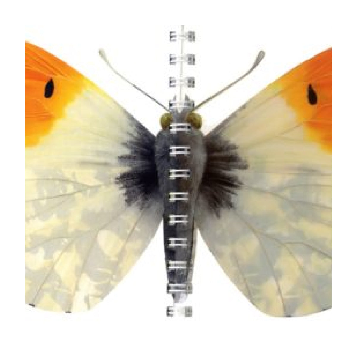 My First Discoveries - A Borboleta