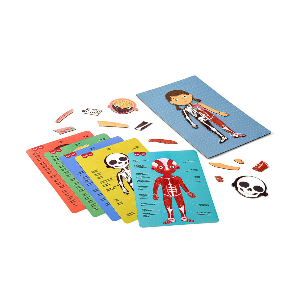 Jogo magnético do corpo humano