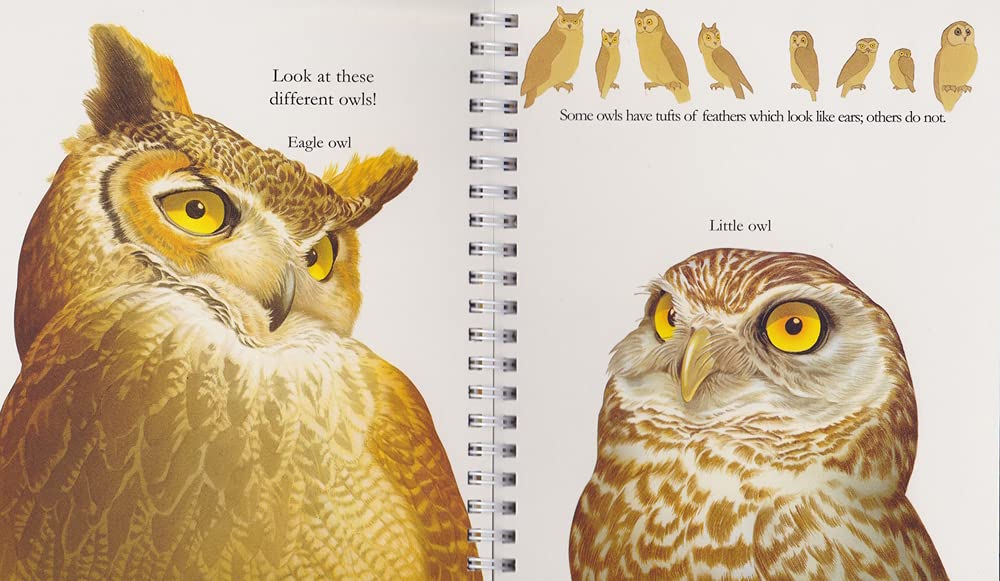 "My First Discoveries – The Owl" - Interior do livro Infantil em Inglês sobre Corujas e outras Criaturas Noturnas