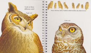 "My First Discoveries – The Owl" - Interior do livro Infantil em Inglês sobre Corujas e outras Criaturas Noturnas