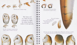 "My First Discoveries – The Owl" - Interior do livro Infantil sobre Corujas e outras Criaturas Noturnas