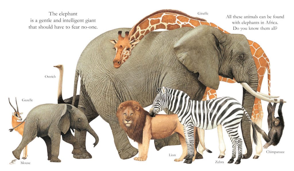 "My First Discoveries – Elephants" - interior do Livro Infantil em Inglês sobre Elefantes