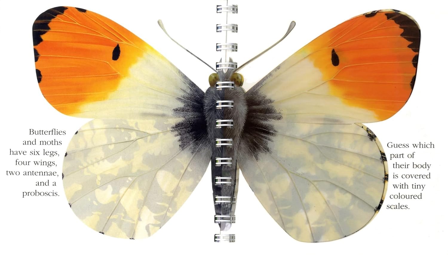 "My First Discoveries - The Butterfly" – interior do livro Infantil em Inglês sobre Borboletas