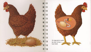 "My First Discoveries – The Egg" - interior do livro infantil em inglês sobre ovos de aves