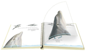 "My First Discoveries – Dolphins" - transparência do livro Infantil em Inglês sobre Golfinhos