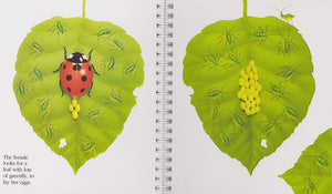 "My First Discoveries – The Ladybird" - interior do livro Infantil em Inglês sobre Joaninhas
