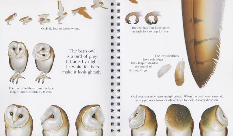 "My First Discoveries – The Owl" - Interior do livro Infantil sobre Corujas e outras Criaturas Noturnas
