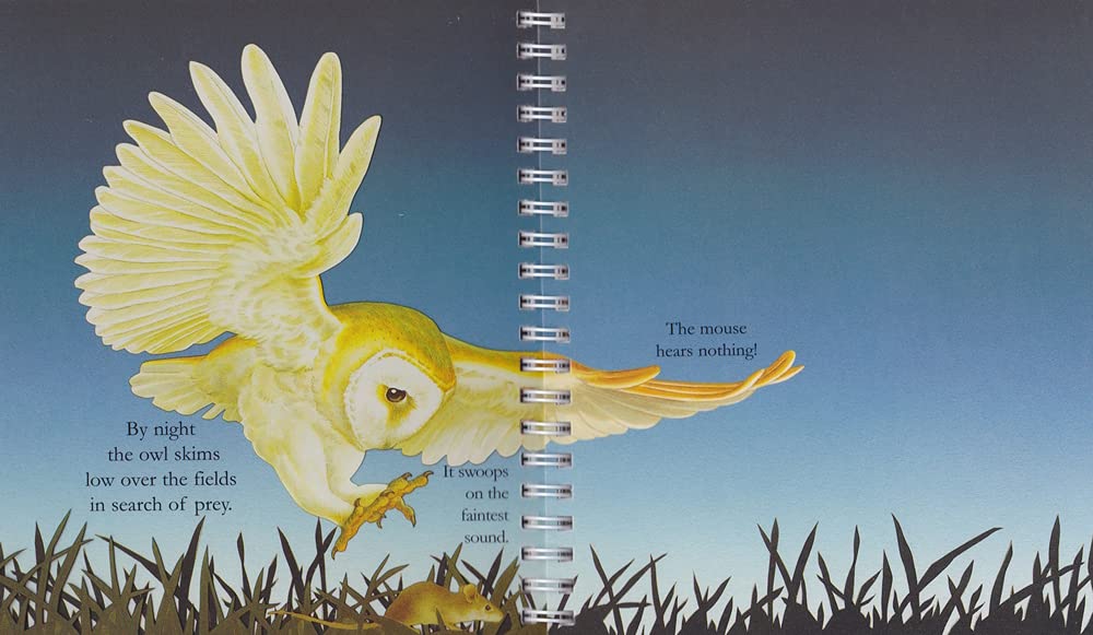 "My First Discoveries – The Owl" - Interior do livro Infantil em Inglês sobre Corujas 