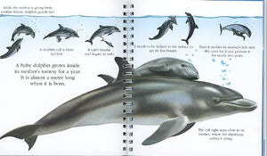 "My First Discoveries – Dolphins" - Interior do livro Infantil em Inglês sobre Golfinhos
