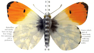 "My First Discoveries - The Butterfly" – interior do livro Infantil em Inglês sobre Borboletas