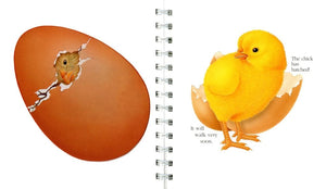 "My First Discoveries – The Egg" - interior do livro infantil sobre ovos de aves