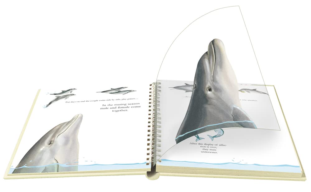 "My First Discoveries – Dolphins" - transparência do livro Infantil em Inglês sobre Golfinhos