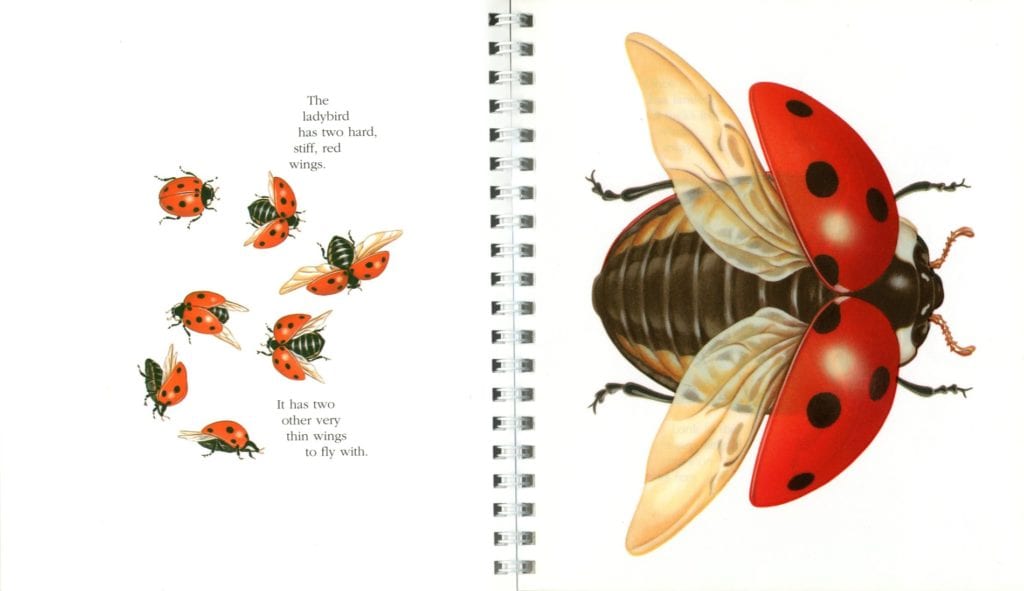 "My First Discoveries – The Ladybird" - exemplo do interior do livro Infantil em Inglês sobre Joaninhas