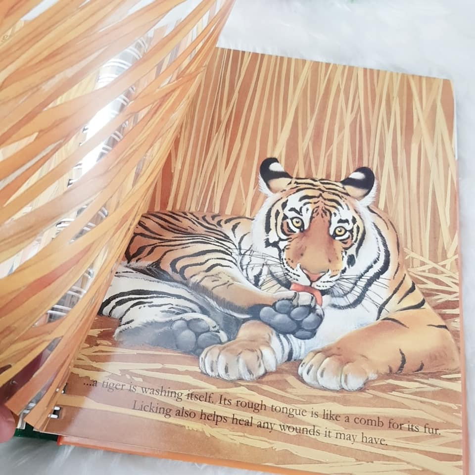 "My First Discoveries –  The Tiger" - exemplo de uma página do Livro Infantil em Inglês sobre Tigres